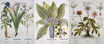 tavole botaniche erbe spontanee
