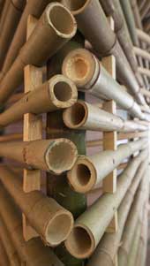 bambooCANNE