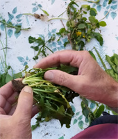 ERBE spontanee riconoscimento