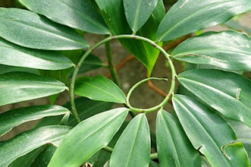 foglie spirale