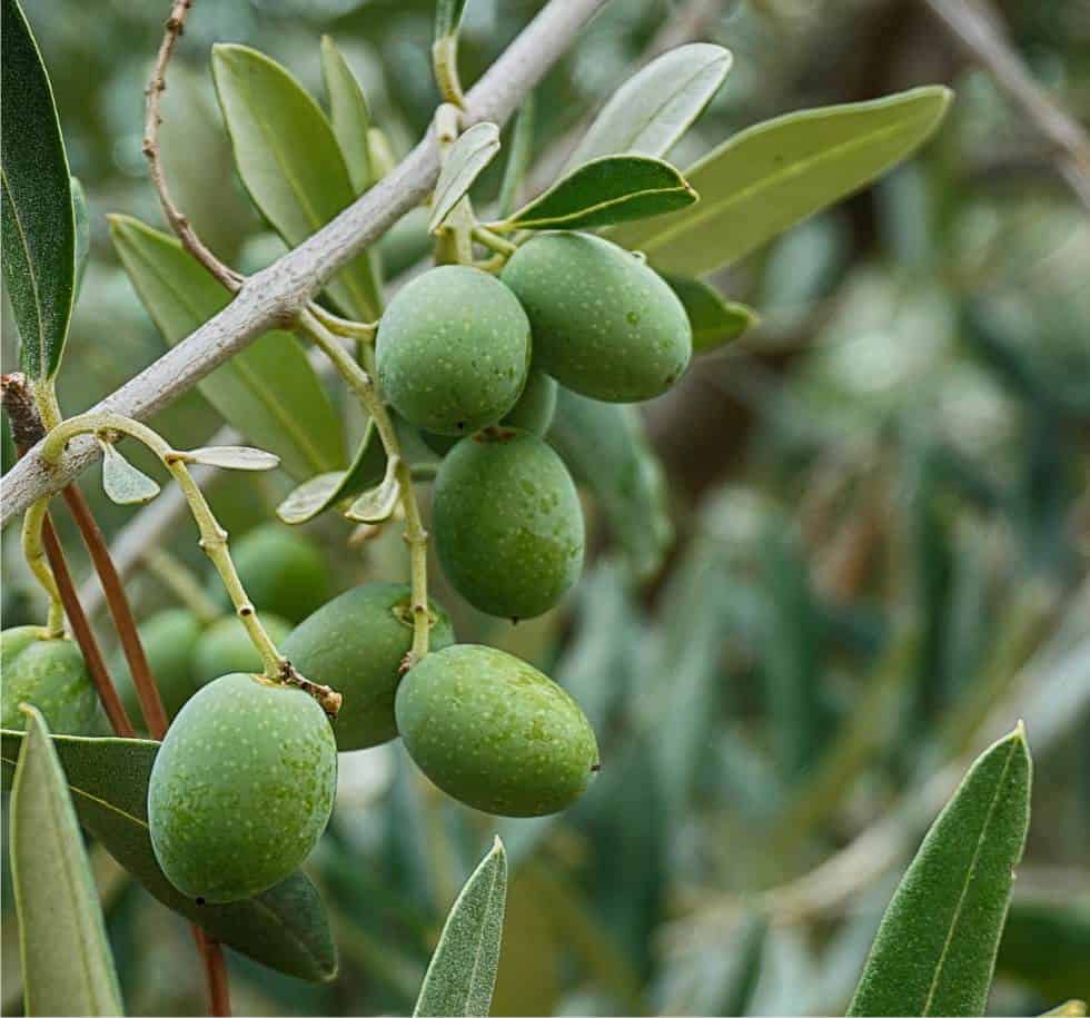 ulivo biologico