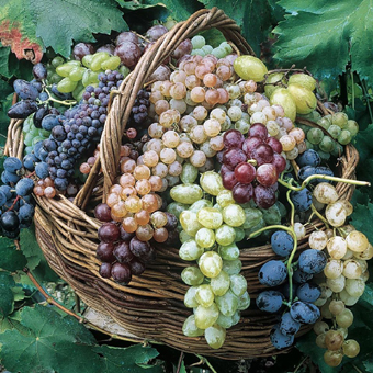 Cesto Uva varietà antiche